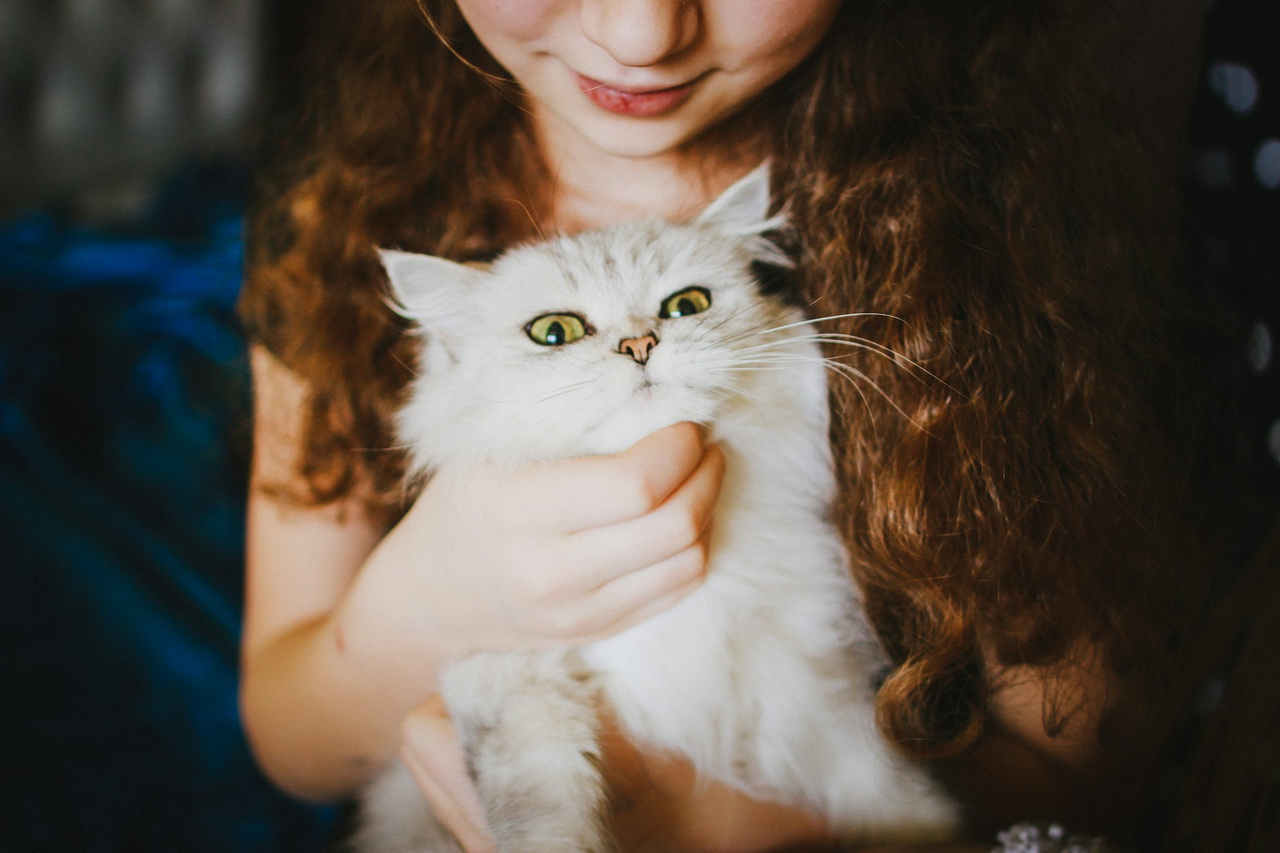 Можно ли мыть кошку и как это делать правильно