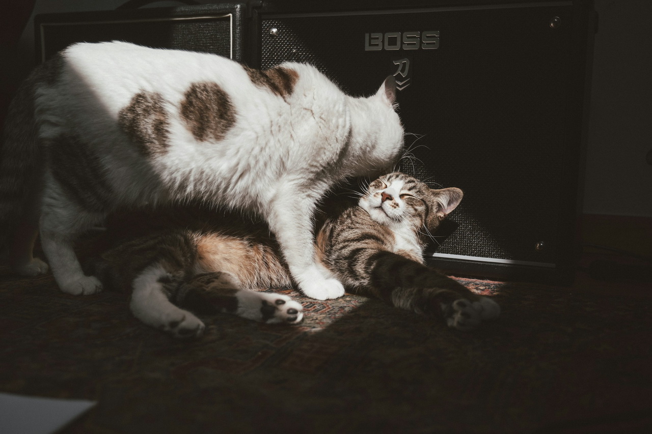 Как обустроить уголок для кошки в доме: современные идеи 2025