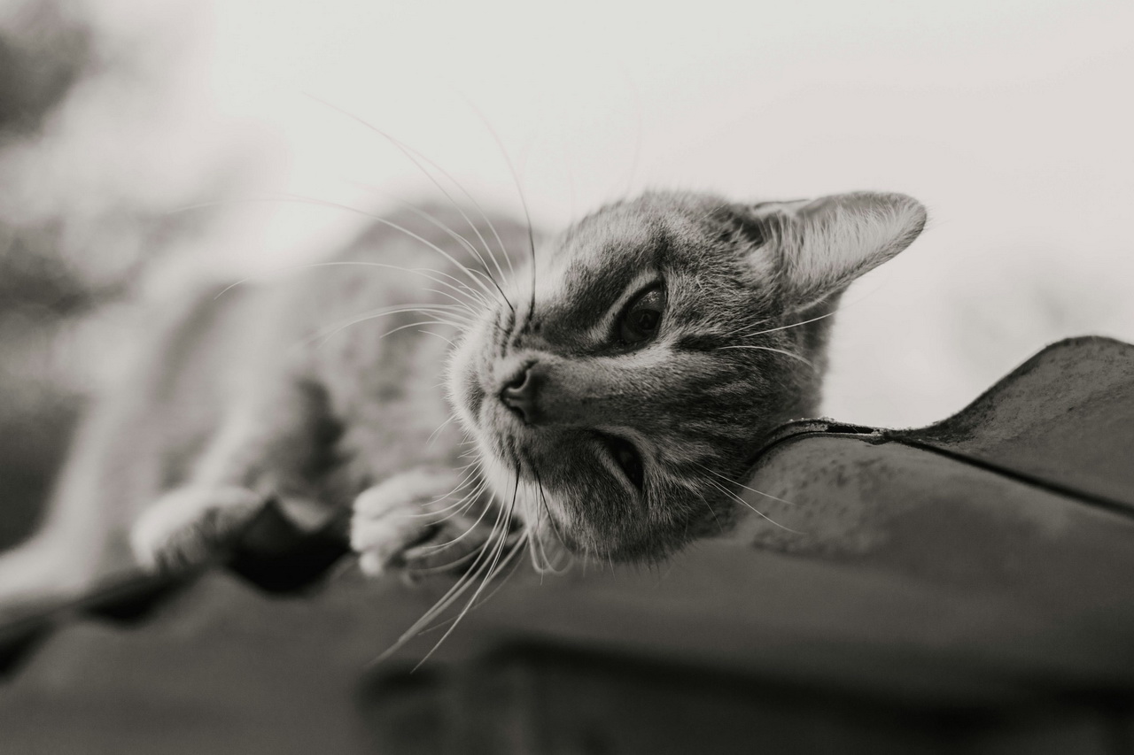 Как оформить уголок для кошки в квартире: важные нюансы и идеи