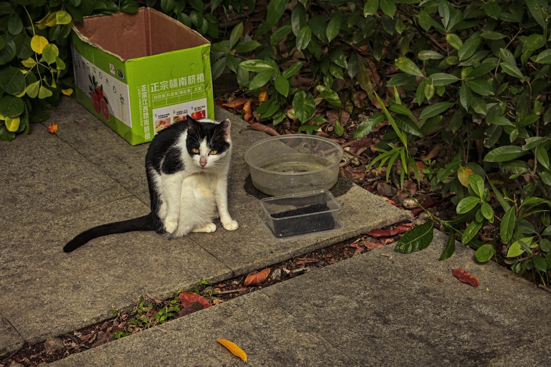 Как приучить кошку к лотку: пошаговая инструкция
