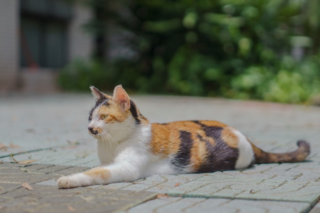 Как распознать болезни у кошки: признаки, которые нельзя игнорировать